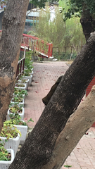 Callosciurus erythraeus