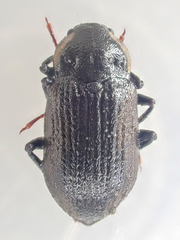 Dryopidae