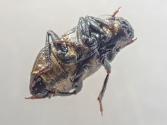 Dryopidae