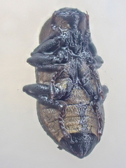 Dryopidae