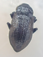 Dryopidae