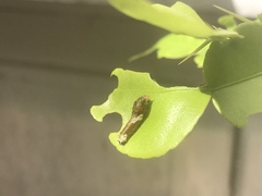 Papilio demoleus