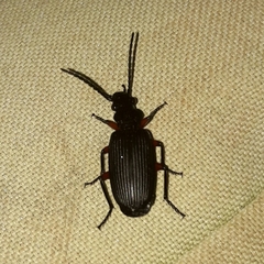 Helluobrochus