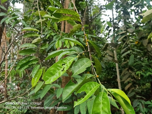 Image of Indorouchera griffithiana by (c) Ong Jyh Seng, some rights reserved (CC BY-SA)