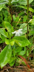 Scaevola gaudichaudiana