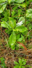 Scaevola gaudichaudiana
