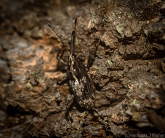 Ilacuris laticollis