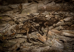 Ilacuris laticollis