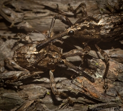 Ilacuris laticollis