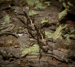 Ilacuris laticollis