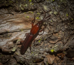 Euschizus internatus