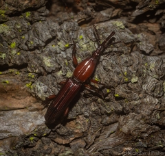 Euschizus internatus