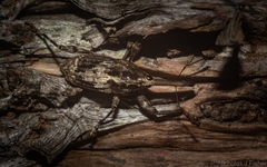Ilacuris laticollis