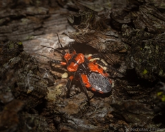 Tegea atropicta