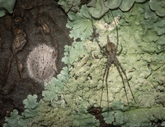 Tamopsis fickerti