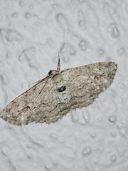 Ectropis bispinaria