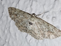 Ectropis bispinaria