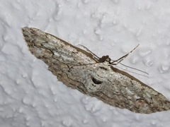 Ectropis bispinaria