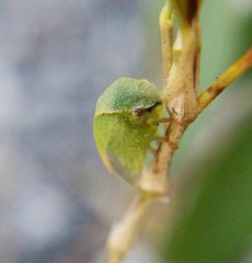 Spissistilus festinus