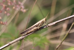 Stenocatantops splendens