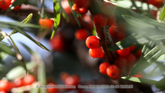 Hippophae sinensis