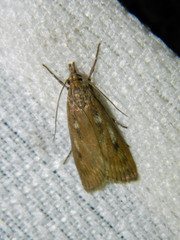 Occidentalia comptulatalis