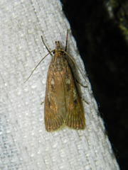 Occidentalia comptulatalis