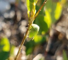 Spissistilus festinus