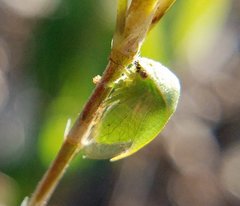 Spissistilus festinus