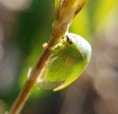 Spissistilus festinus