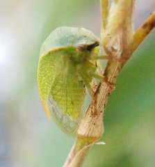 Spissistilus festinus