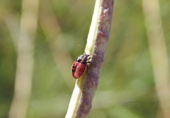 Piezodorus guildinii