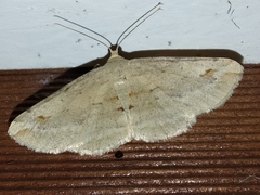 Syneora lithina