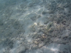 Halichoeres chloropterus