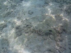 Halichoeres chloropterus