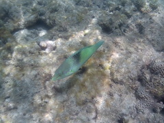 Halichoeres chloropterus