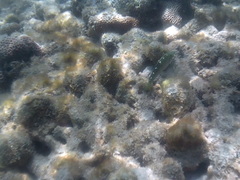 Halichoeres chrysotaenia