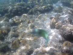 Halichoeres chloropterus