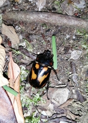 Oryctomorphus bimaculatus
