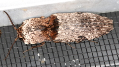 Cryptalaus prosectus