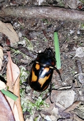 Oryctomorphus bimaculatus
