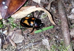 Oryctomorphus bimaculatus