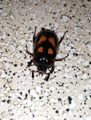 Oryctomorphus bimaculatus