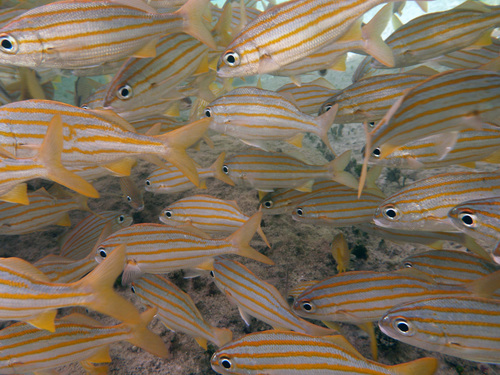 Smallmouth grunt (Haemulon chrysargyreum) — Haemulidae — 3