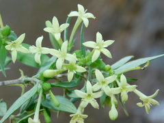 Bouvardia multiflora