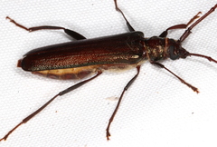 Xystrocera virescens