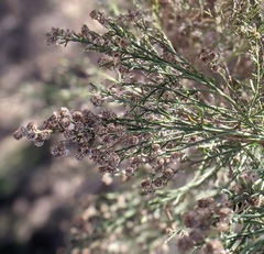 Baccharis sarothroides × pilularis