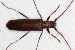 Xystrocera virescens