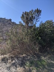 Baccharis sarothroides × pilularis