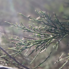 Baccharis sarothroides × pilularis